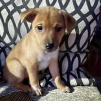 Thumbnail photo of Ripley #3