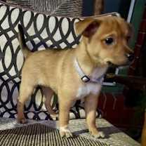 Thumbnail photo of Ripley #4