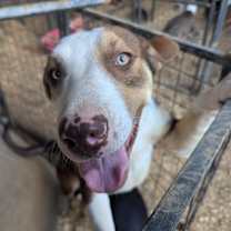 Thumbnail photo of Dusty #3