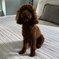 Thumbnail photo of Lily #4