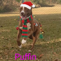 Thumbnail photo of Puffin #3