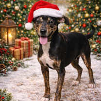 Thumbnail photo of Devin #1