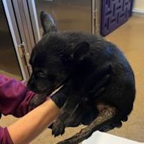 Thumbnail photo of Vixen #2