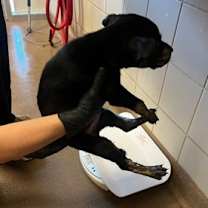 Thumbnail photo of Dasher #2