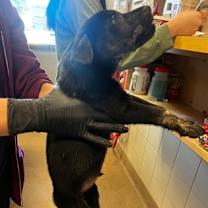 Thumbnail photo of Comet #2