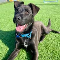 Thumbnail photo of Vinny (Paws in the Pen) #1