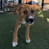 Thumbnail photo of Apollo #2