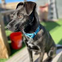 Thumbnail photo of Vinny (Paws in the Pen) #2