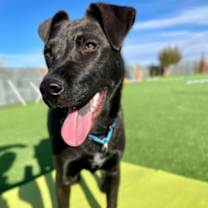 Thumbnail photo of Vinny (Paws in the Pen) #3