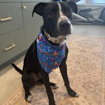 Thumbnail photo of Dallas #2