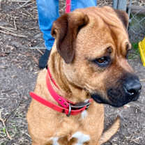 Thumbnail photo of FAIRY #3