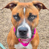 Thumbnail photo of Nissan #1