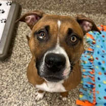 Thumbnail photo of Nissan #2