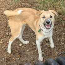 Thumbnail photo of Emu *Courtesy Post* #1