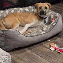 Thumbnail photo of Emu *Courtesy Post* #2