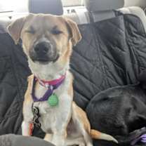 Thumbnail photo of Emu *Courtesy Post* #3