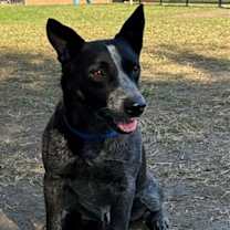 Thumbnail photo of KYLE #1