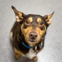 Thumbnail photo of Pippa #1