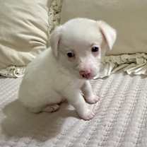 Thumbnail photo of Yeti #2