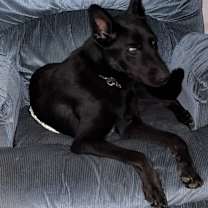 Thumbnail photo of Buddy #1