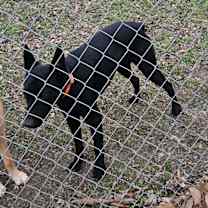 Thumbnail photo of Buddy #2