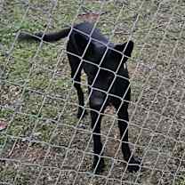 Thumbnail photo of Buddy #3