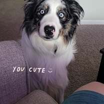 Thumbnail photo of Kaiba #4