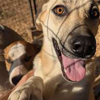 Thumbnail photo of Coconut #1