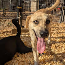 Thumbnail photo of Coconut #2