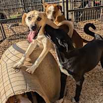 Thumbnail photo of Coconut #3