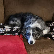 Thumbnail photo of Pepper #1