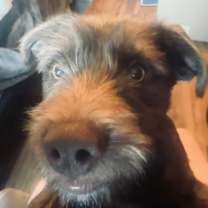 Thumbnail photo of Danny Boy #3