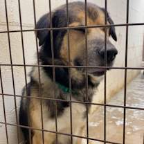 Thumbnail photo of Joe DiMaggio #3