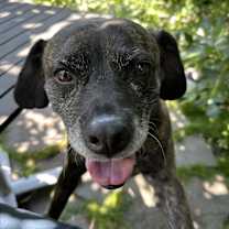 Thumbnail photo of Lily #4