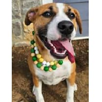 Thumbnail photo of Forest #2