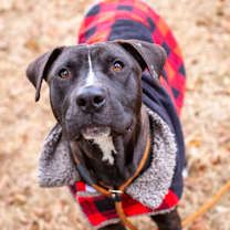 Thumbnail photo of King Koopa #1