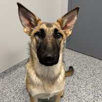 Thumbnail photo of Rose #1