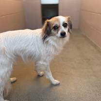 Thumbnail photo of Paloma #3