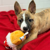 Thumbnail photo of Honey #3