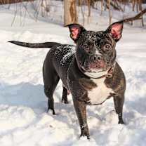 Thumbnail photo of Whimsy-188 #1