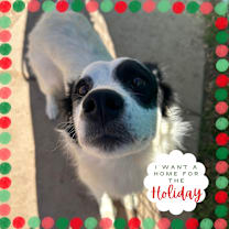 Thumbnail photo of Molly - Sweetest Face!  #1