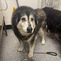 Thumbnail photo of Huskador #2