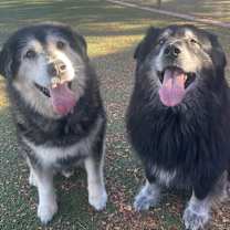 Thumbnail photo of Huskador #3