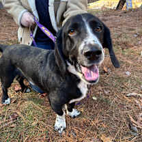 Thumbnail photo of Buddy #4