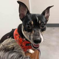 Thumbnail photo of Daisy #2