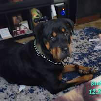 Thumbnail photo of Stella #3