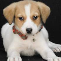 Thumbnail photo of Verse #1