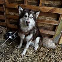 Thumbnail photo of Astro #2