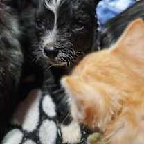 Thumbnail photo of Prancer #1