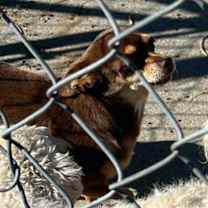 Thumbnail photo of TUNA & MACK #2